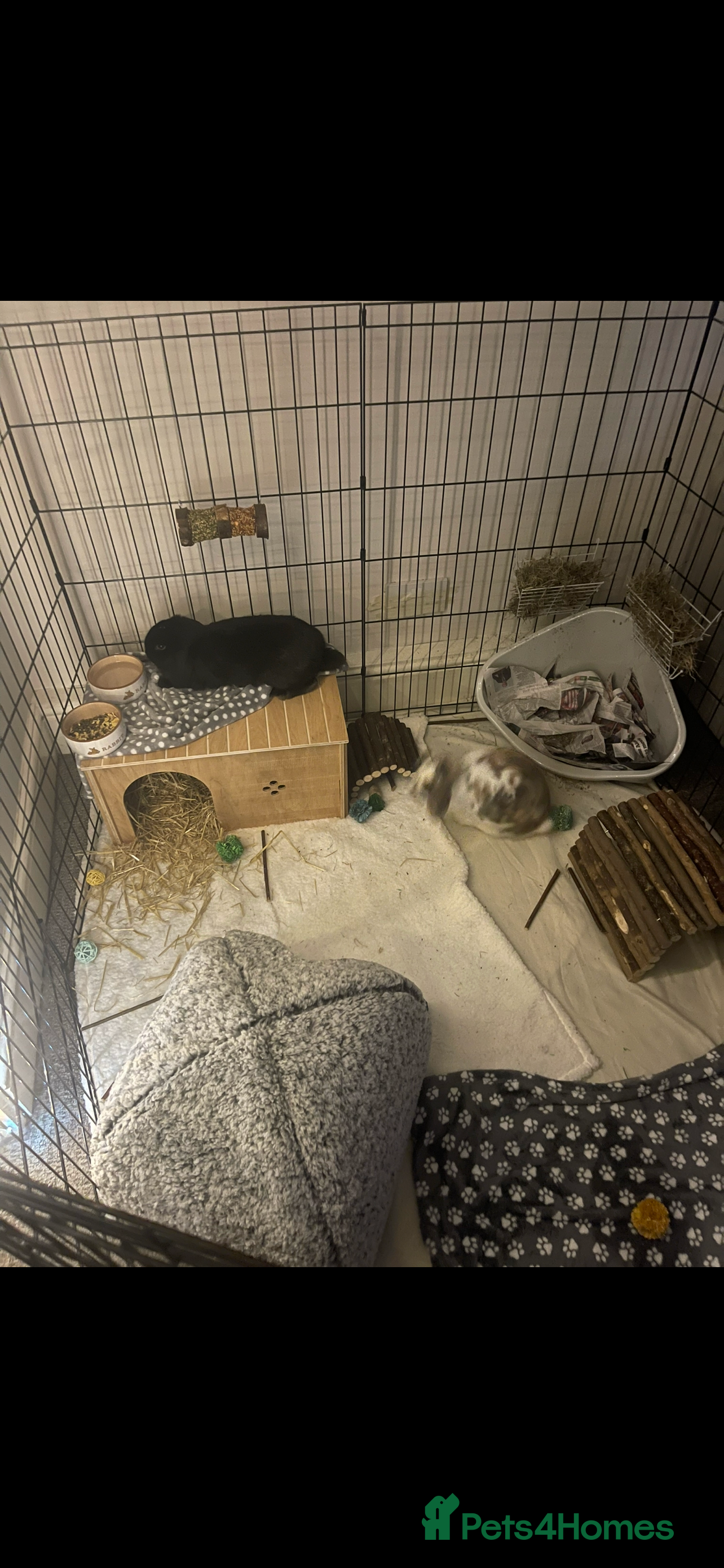 Mixed Breed rabbits 2 Male Rabbits  - Advert 1