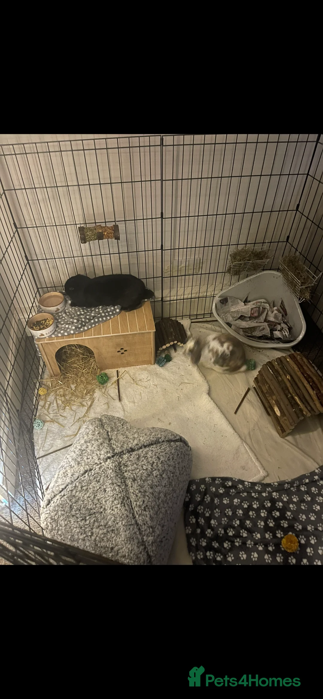 Mixed Breed rabbits for sale: 2 Male Rabbits  - Advert 1