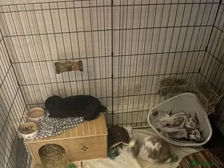 Mixed Breed rabbits 2 Male Rabbits - Advert 1