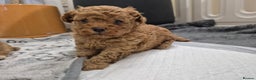 Maltipoo dogs for sale: Beautiful Toy Maltipoo Puppies   - Advert 11
