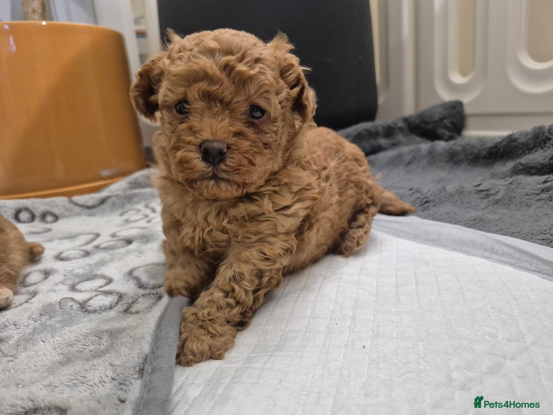 Maltipoo dogs for sale: Beautiful Toy Maltipoo Puppies   - Advert 11