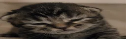 Mixed Breed cats for sale: British short hair kittens  in Carmarthen - Advert 6