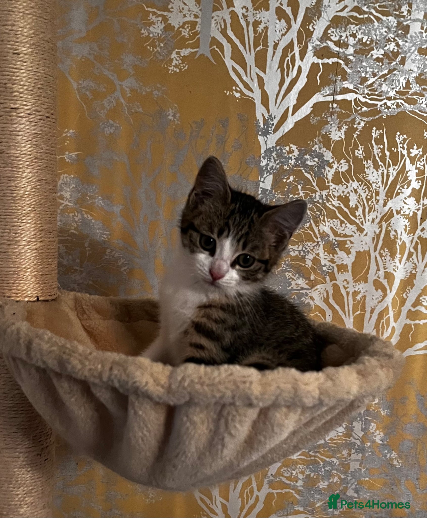 Mixed Breed cats 💕Simply Stunning Babies - Last girl remaining 😻 - Advert 2