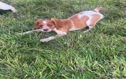 Brittany Spaniel dogs for sale: Brittany puppies for sale  - Image 6