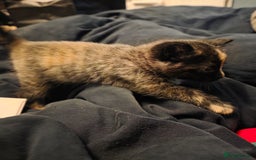 British Longhair cats for sale: Beautiful British longhair kittens - Image 23