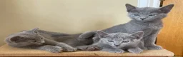 Russian Blue cats for sale: 5 Beautiful Russian Blue Kittens - Advert 11