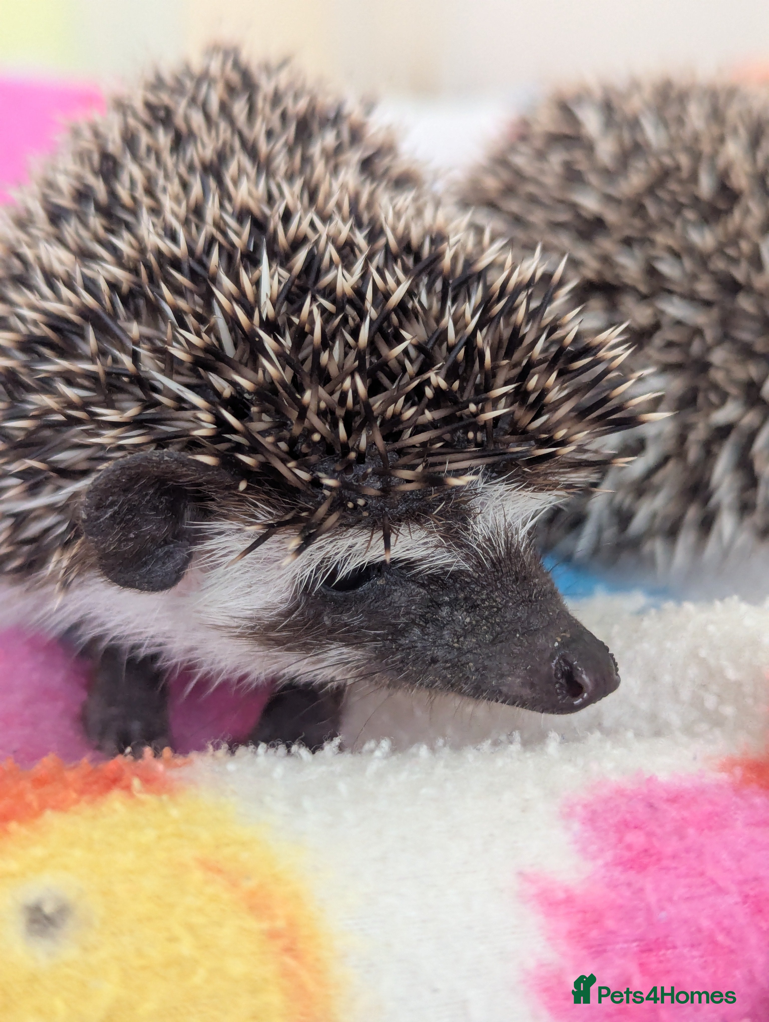Pygmy Hedgehog rodents Stunning Hoglets/ Ready and to Reserve Now!!! - Advert 1