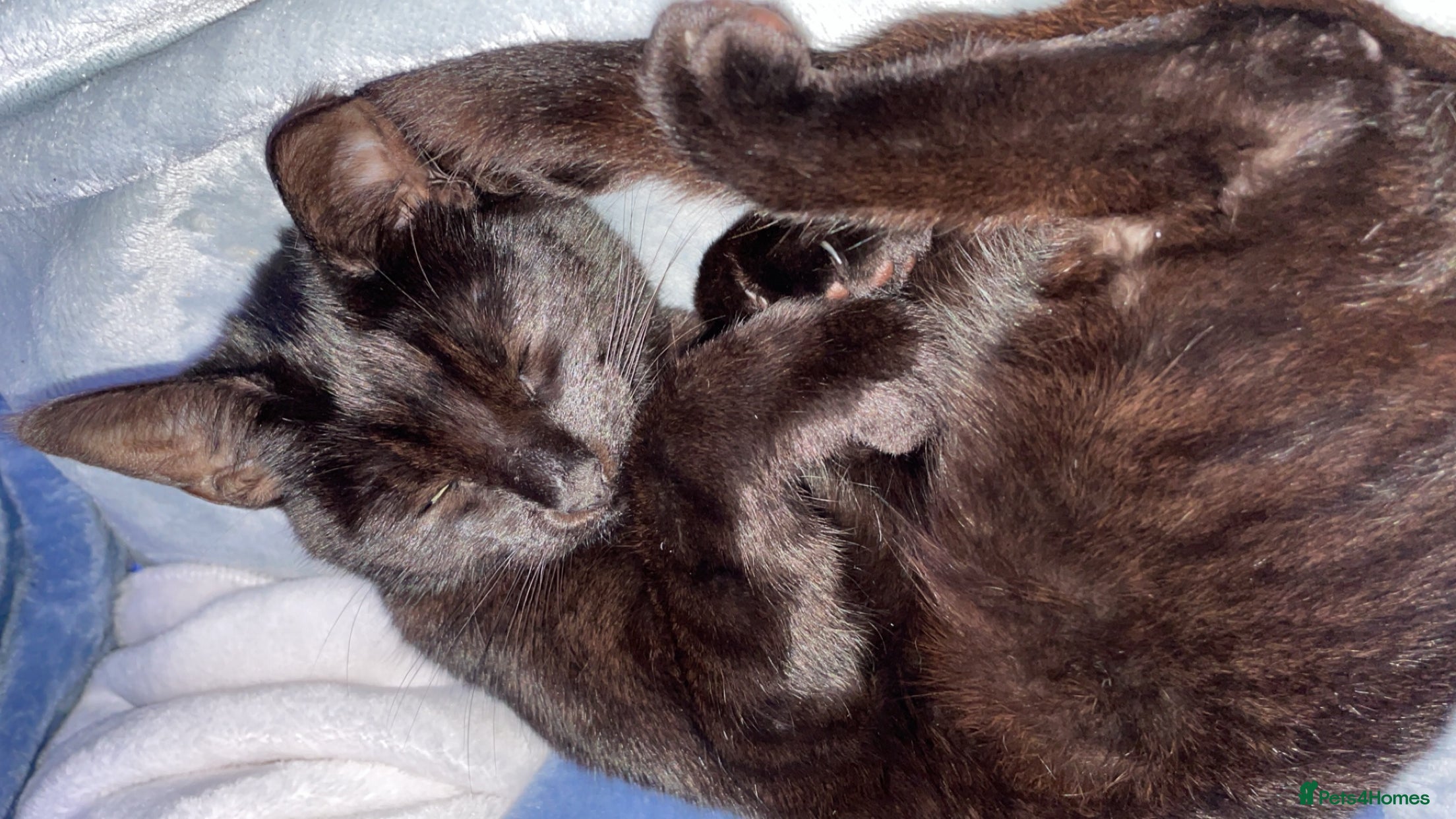 Mixed Breed cats for sale: Two kittens and mother cat in Wallasey - Advert 4