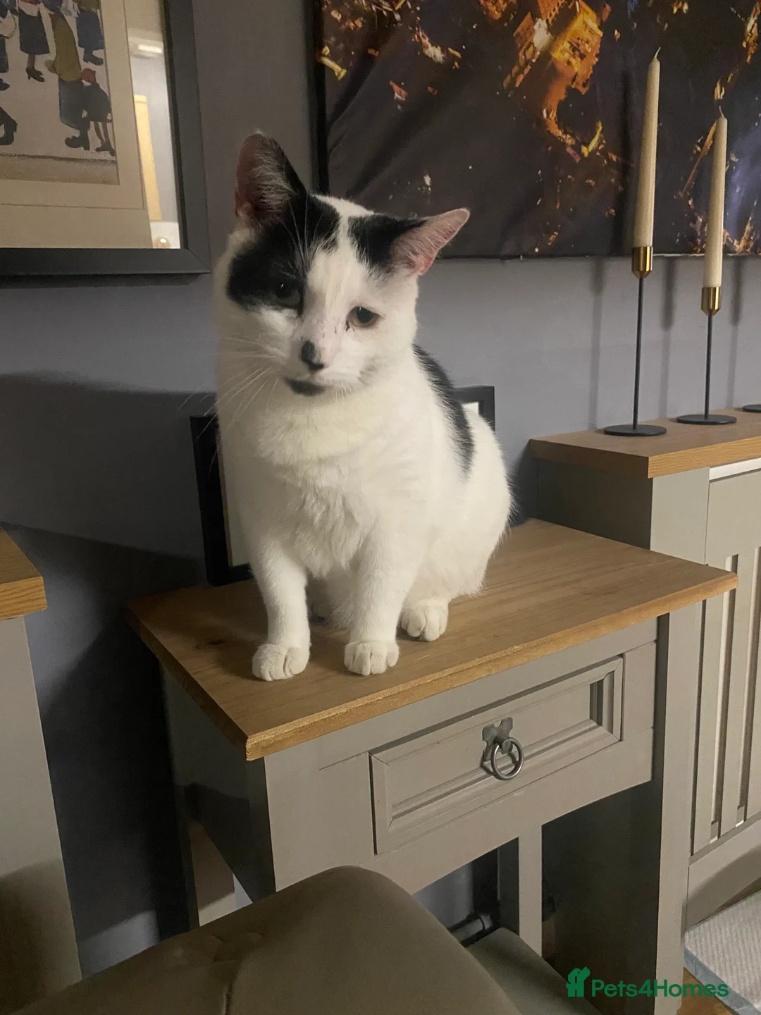 British Shorthair cats for sale: Adult male beauty  - Advert 5