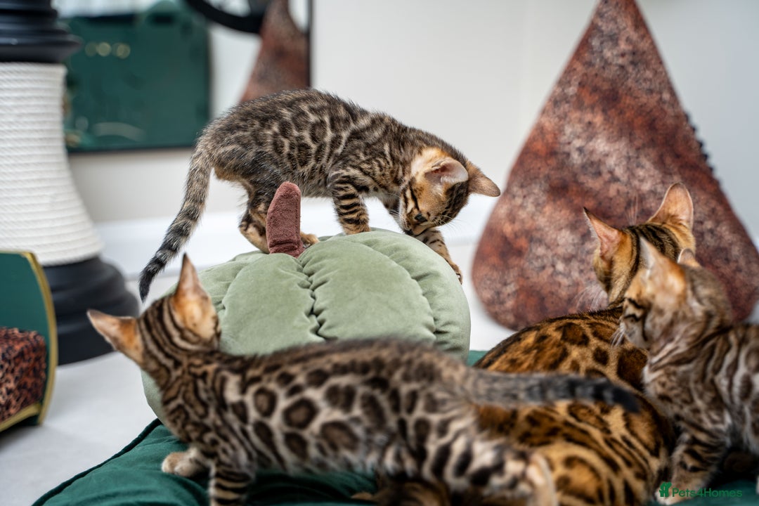 Bengal cats for sale: TICA-Certified Bengal Kittens, Show Quality - Image 13