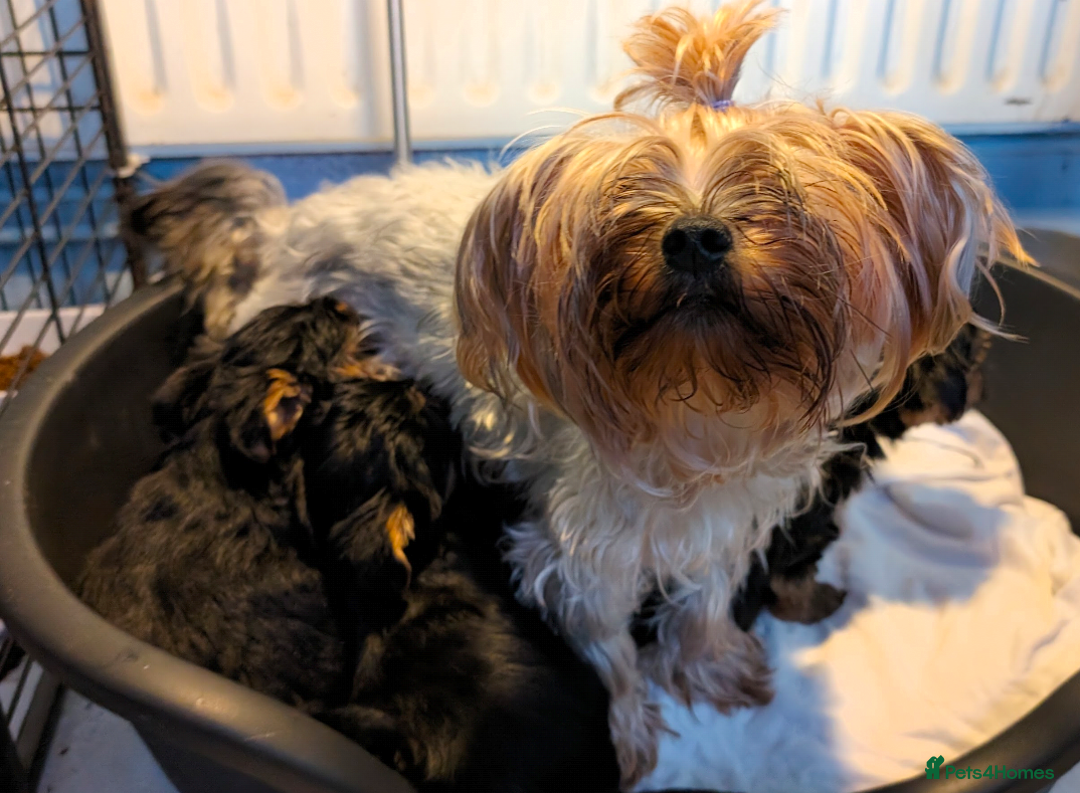 Yorkshire Terrier dogs for sale: Beautiful Yorkshire Terrier Puppies - Advert 2