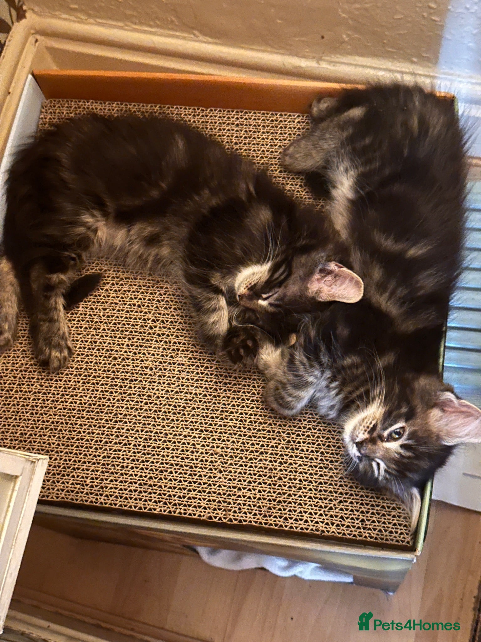Maine Coon cats 🐾😻Maine Coon kittens 2 remaining😻🐾 - Advert 18