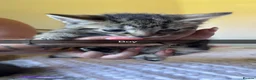 Mixed Breed cats for sale: Beautiful kittens  - Advert 2