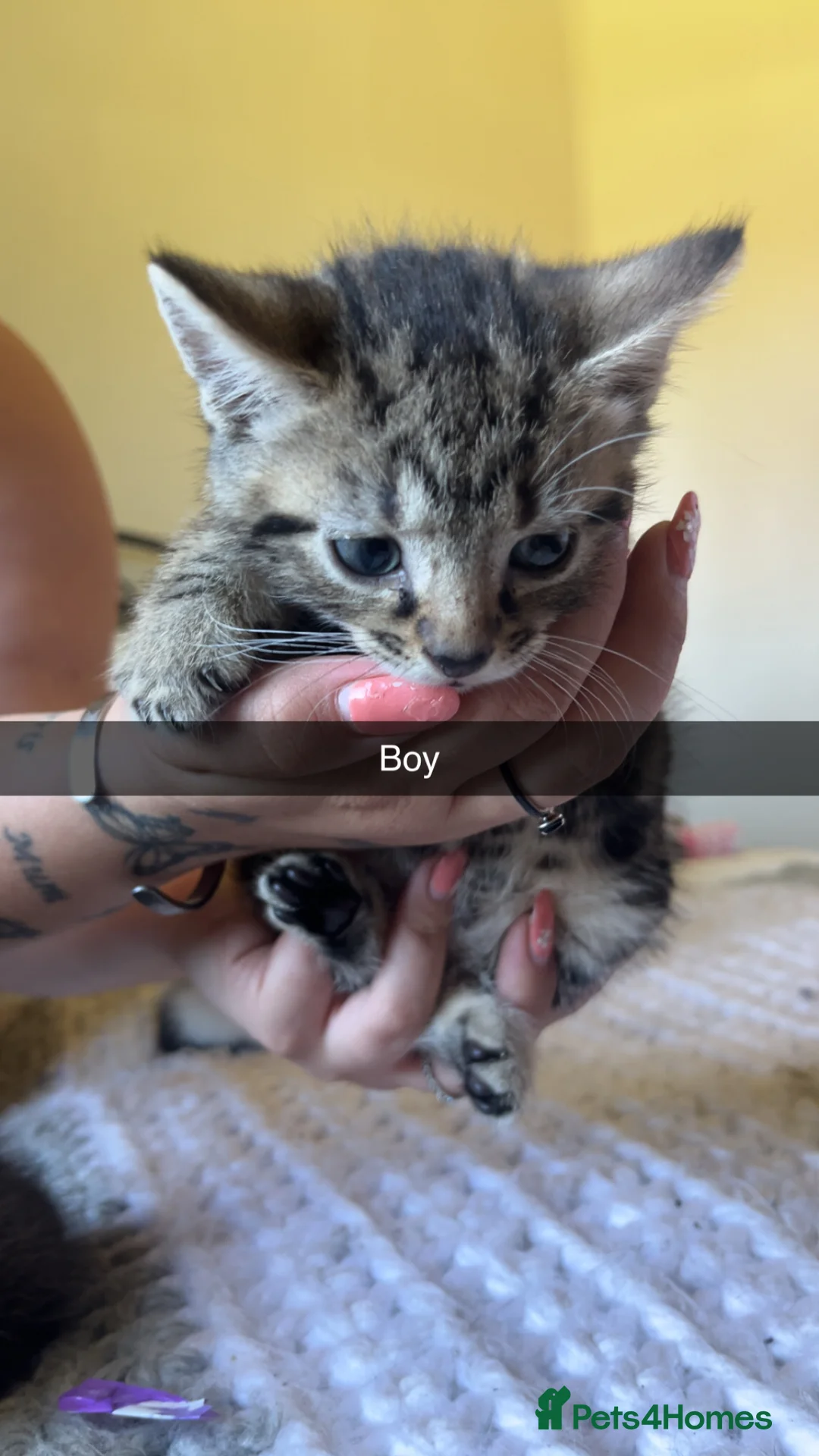 Mixed Breed cats for sale: Beautiful kittens  - Advert 2