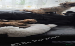 Yochon dogs for sale: Tilly  - Image 4