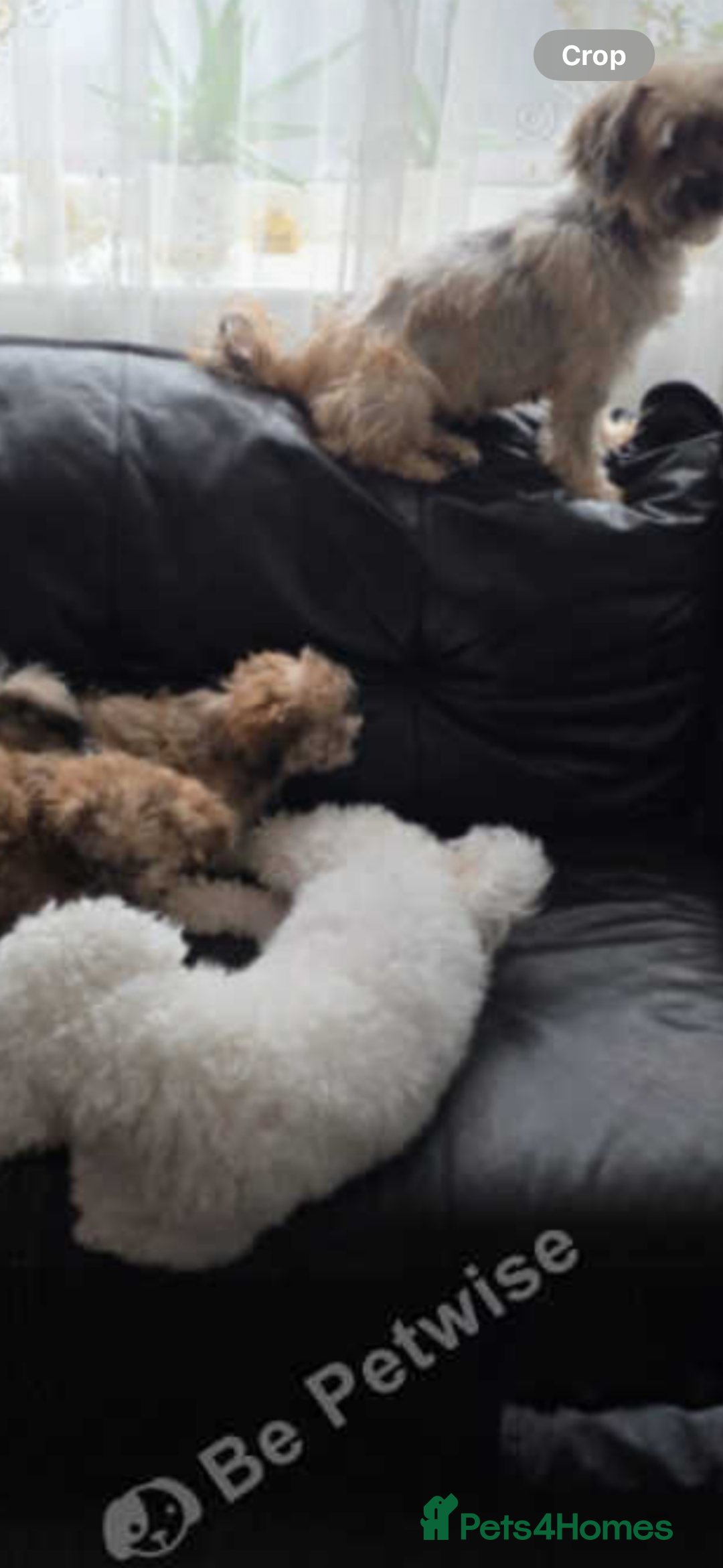 Yochon dogs for sale: Tilly  - Image 4