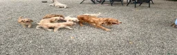Cockapoo dogs for sale: Stunning Standard Cockapoos  - Advert 14