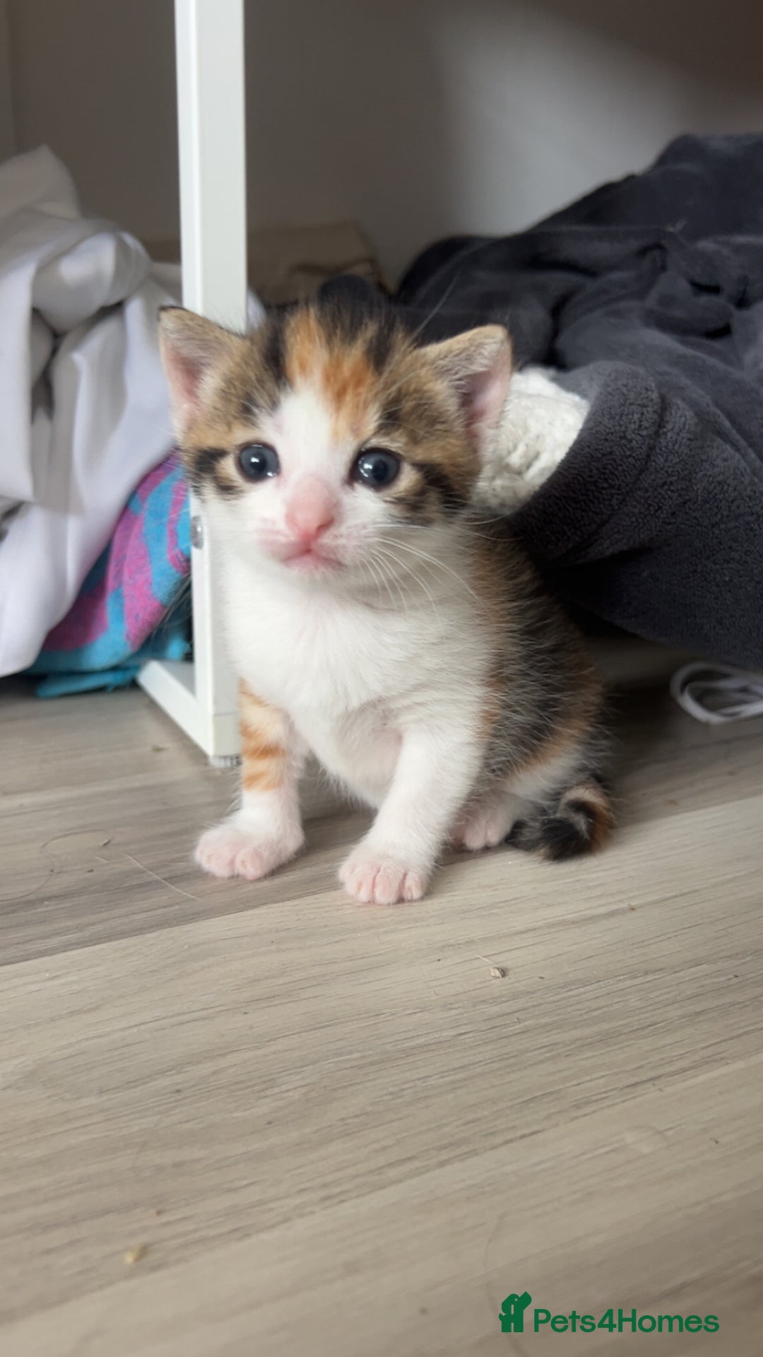 Domestic Shorthair cats for sale: 3 kittens for sale. 2 boys one girl - Image 11