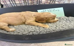 Cocker Spaniel dogs for sale: Two cocker spaniel litters - Image 30