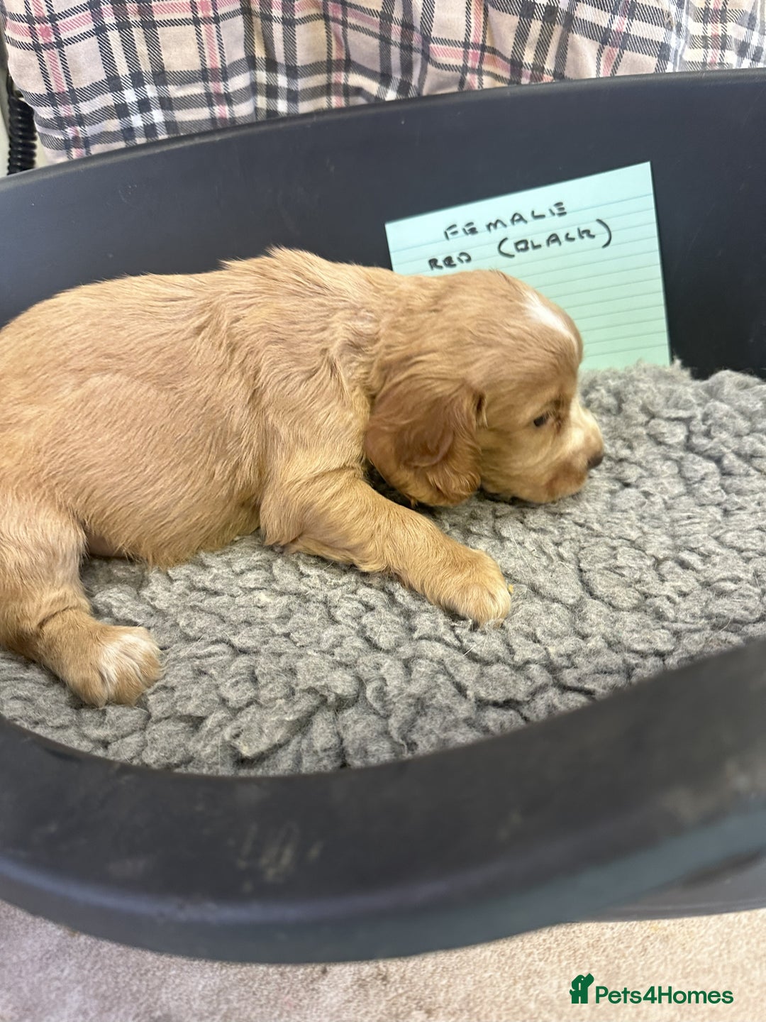 Cocker Spaniel dogs for sale: Two cocker spaniel litters - Image 30