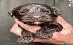 Cockapoo dogs for sale: Ready Now F1 Cockapoo Pups - Health Tested - Image 9