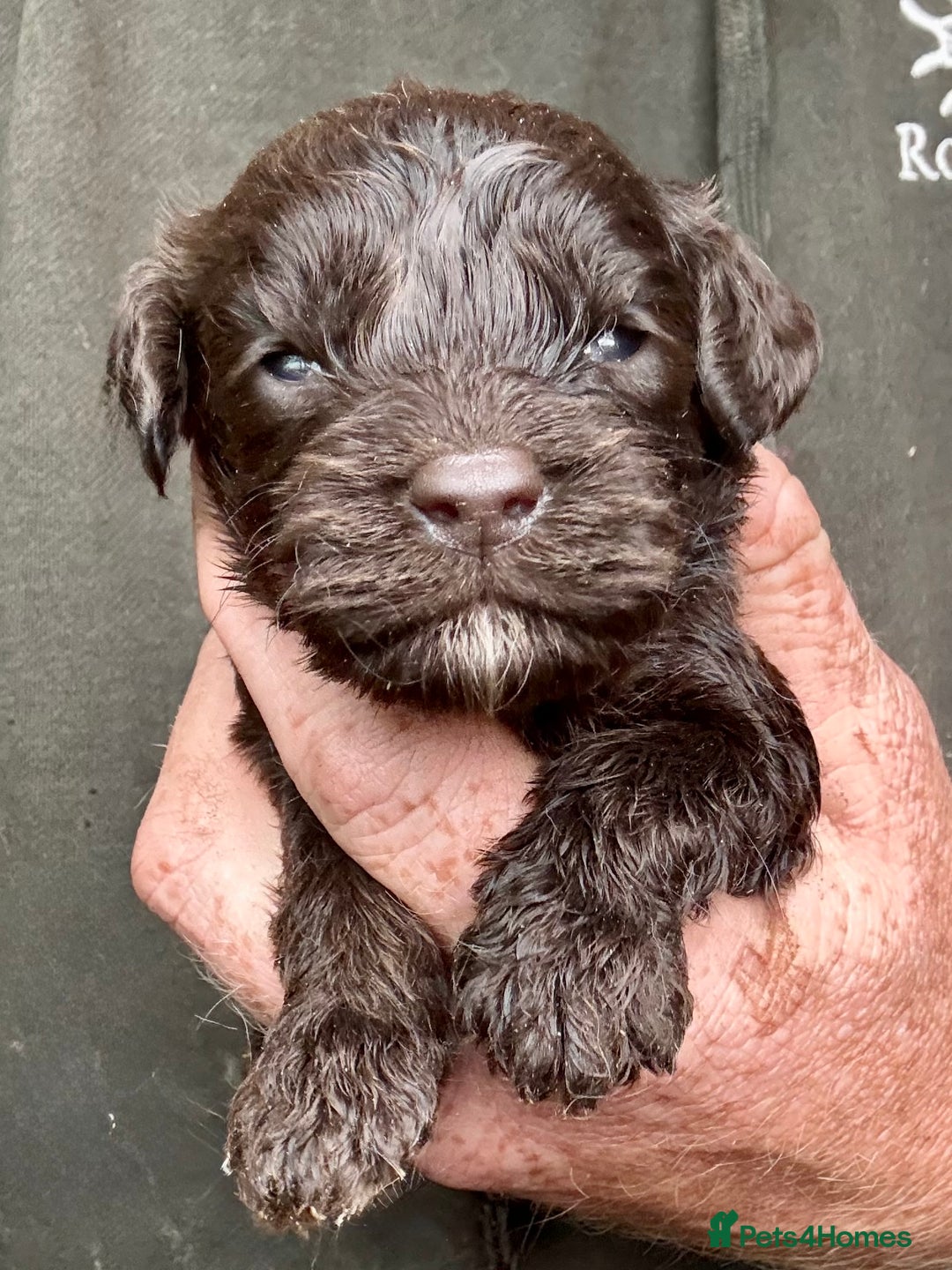 Cockapoo dogs for sale: Ready Now F1 Cockapoo Pups - Health Tested - Image 9