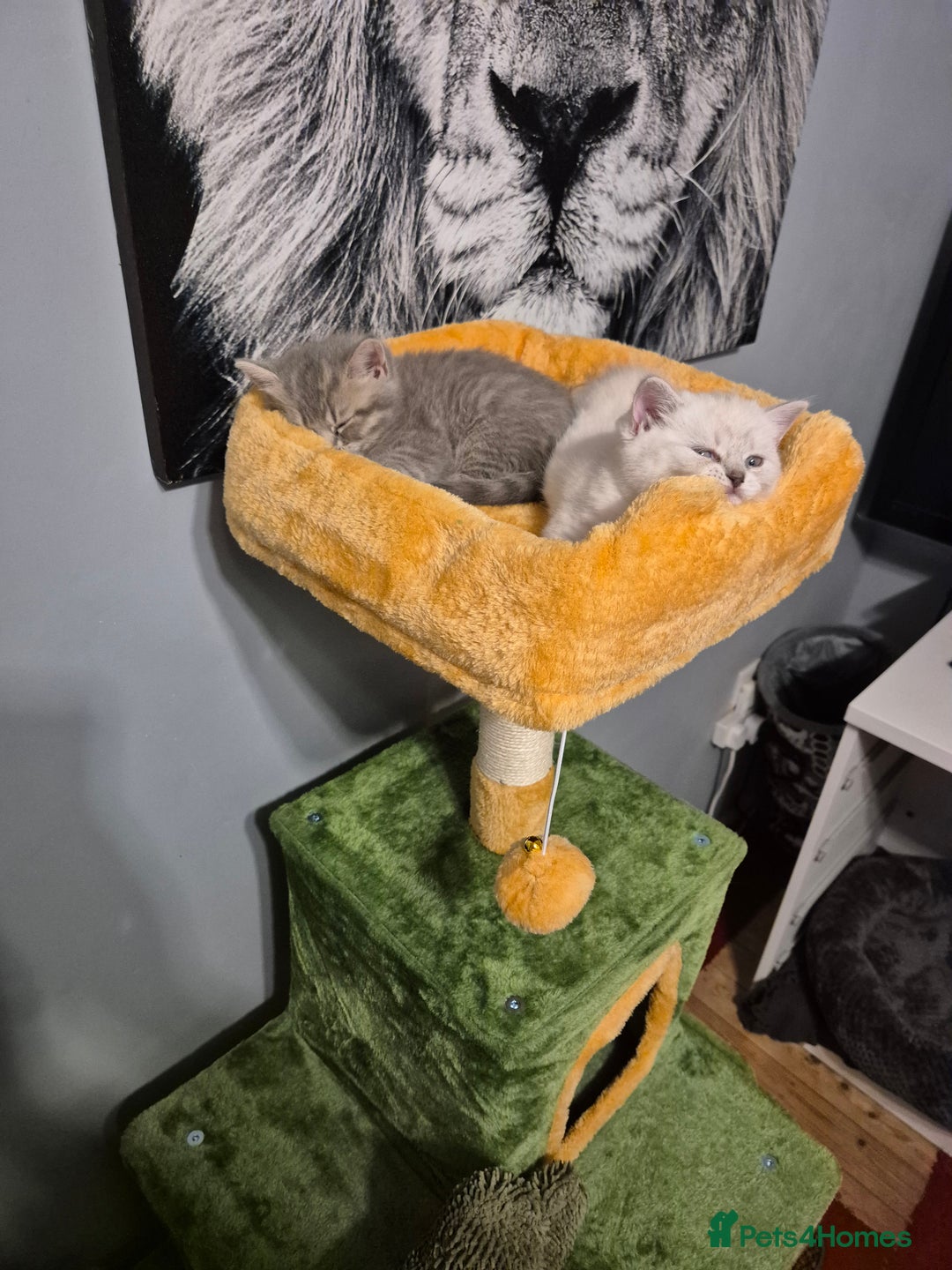 British Shorthair cats for sale: Beautiful British Shorthair girls – Ready Now! - Image 13