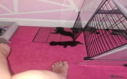 British Longhair cats for sale: Kitten - Image 9