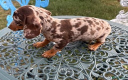 Miniature Dachshund dogs for sale:  Chocolate apple Miniature Dutch hound - Image 5