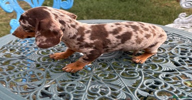 Miniature Dachshund dogs - Advert 15