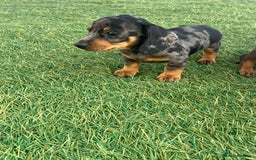 Dachshund dogs for sale: Dachshund Puppies - Image 6