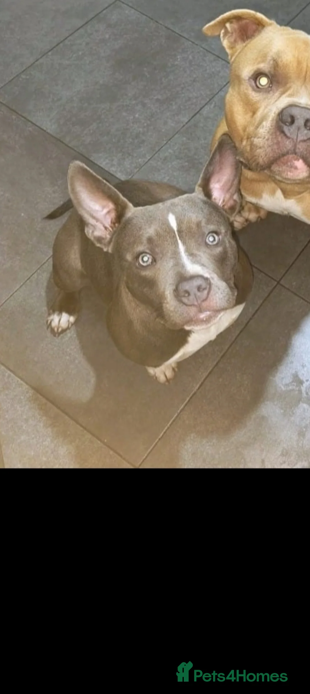 American Bully dogs for sale: Pocket Bully in Manchester - Advert 1