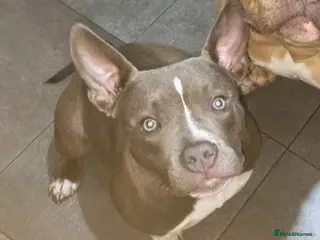 American Bully dogs Pocket Bully - Advert 3