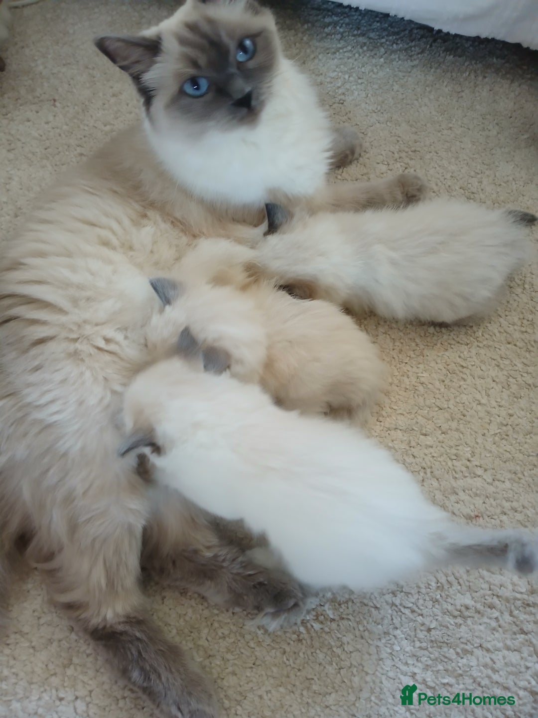 Ragdoll cats for sale: 6 Adorable 1/2 Pedigree Ragdoll Kittens 💗  - Advert 20