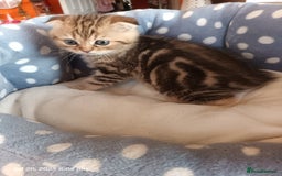 Scottish Fold cats for sale: British shorthair and Scottish fold - Image 29