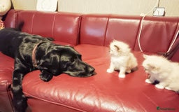 Ragdoll cats for sale: Ragdoll kittens - loving, playful, dog confident - Image 10