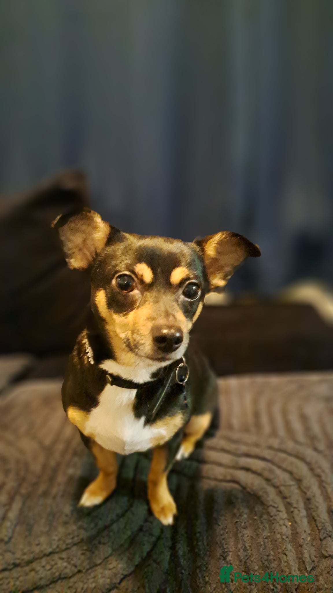 Mixed Breed dogs Jackrussell x chihuahua  - Advert 1