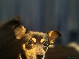 Mixed Breed dogs Jackrussell x chihuahua - Advert 2