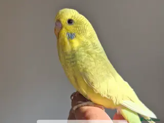 Budgerigars birds Baby hen tamed Diluted - Advert 14