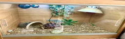 Tortoise reptiles for sale: Tortoise in Warrington - Advert 2