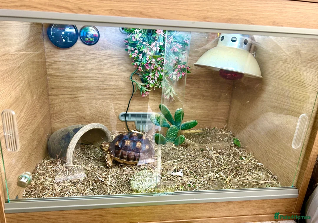 Tortoise reptiles for sale: Tortoise in Warrington - Advert 2