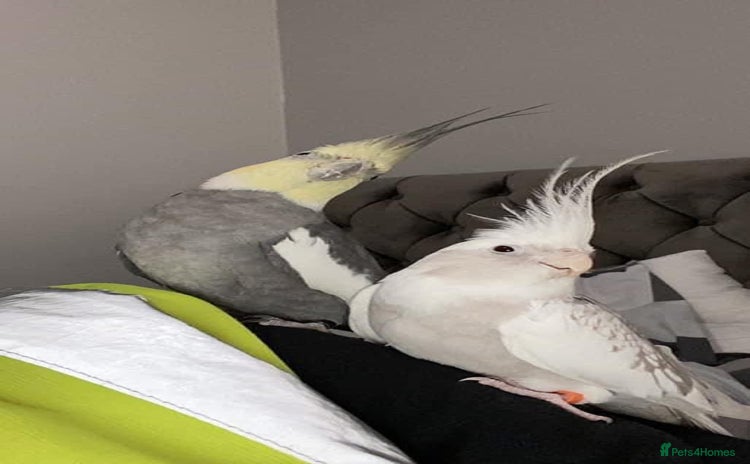 Cockatiels birds - Advert 12