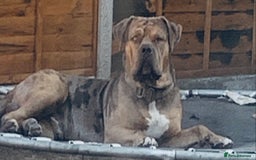 American Bulldog dogs for sale: Jhonson American Bulldog Merle Male (Kayos)  - Image 14