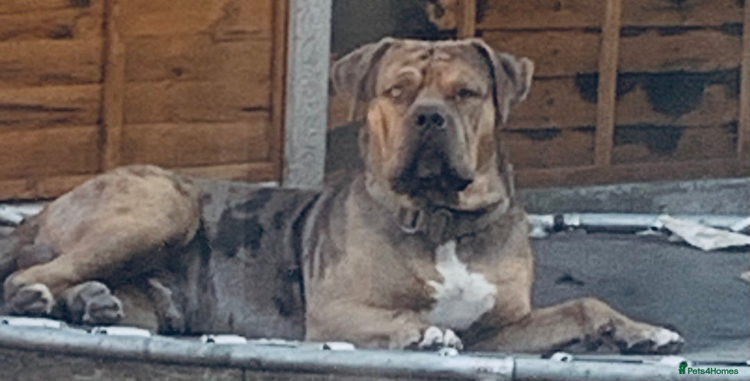 American Bulldog dogs for sale: Jhonson American Bulldog Merle Male (Kayos)  - Image 14
