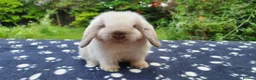 Mini Lop rabbits for sale: Beautiful pedigree Mini Lops  - Advert 4