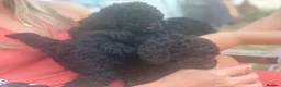 Miniature Poodle dogs for sale: Brown chocolate miniatures poodle - Advert 19