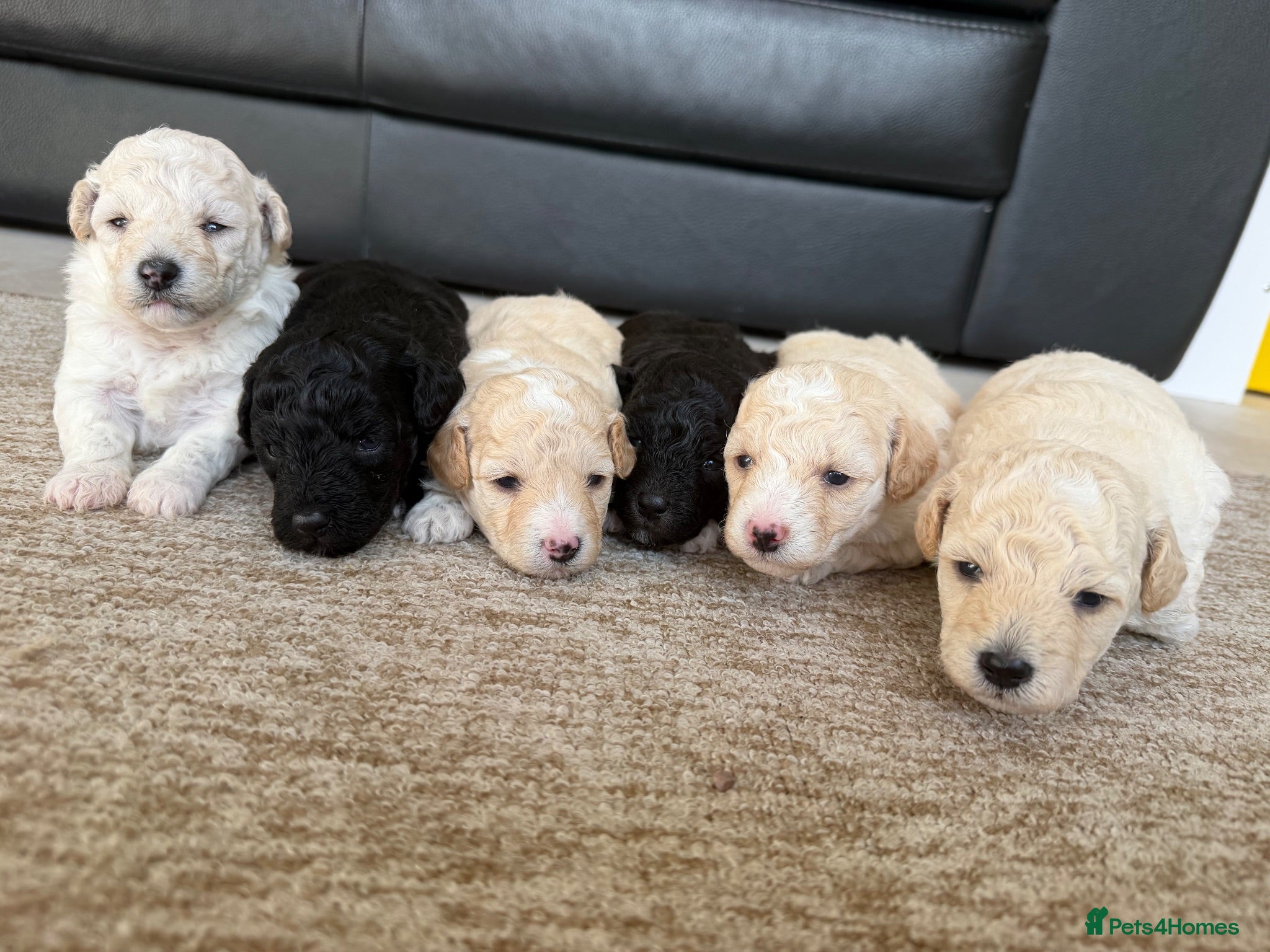 Poochon dogs Outstanding F1 health tested puppies - Advert 18