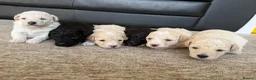 Poochon dogs for sale: Outstanding F1 health tested puppies - Advert 14