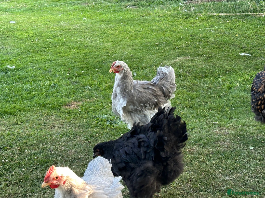 Chickens poultry for sale: Orpington’s chickens for sale  - Image 2