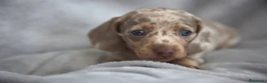 Miniature Dachshund 2
